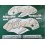 Kawasaki ZX-7R YEAR 1998 AUTOCOLLANT (Produit compatible)